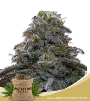 Watermelon OG Autoflowering Marijuana Seeds