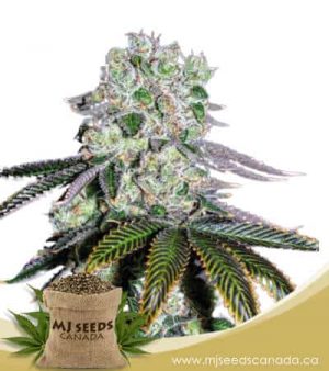 Wedding Crashers Feminized Marijuana Seeds