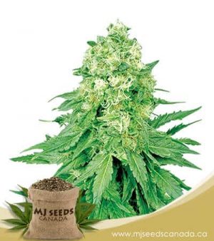 White Banner Feminized Marijuana Seeds