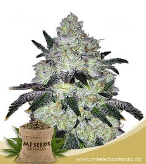 White Cookies Feminized Marijuana Seeds