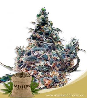 White Dream Autoflowering Marijuana Seeds