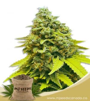White Dwarf Feminized Marijuana Seeds