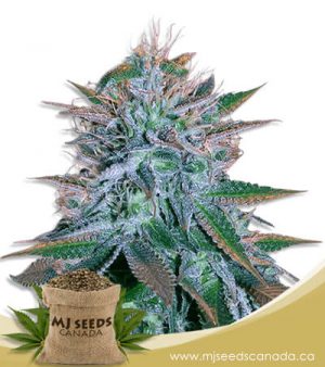 White Widow Autoflowering Marijuana Seeds