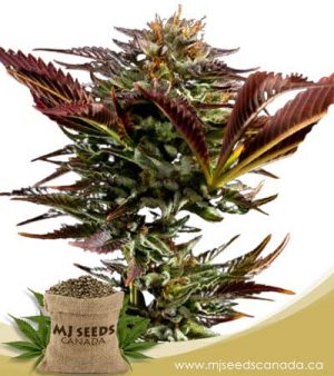 Alien OG Regular BCBD Marijuana Seeds