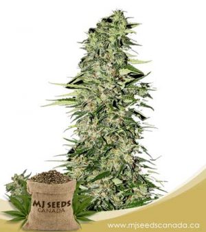 Diamond Girl Feminized Marijuana Seeds