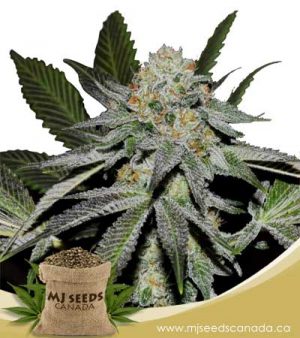 Double-Scoop Feminized Marijuana Seeds