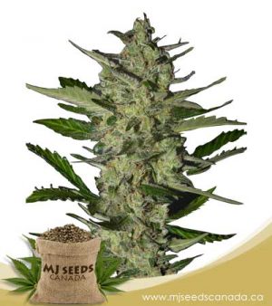 Flower Bomb Kush Feminized Marijuana Seeds