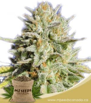 Gorilla Glue #4 Feminized Marijuana Seeds