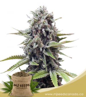 A La Mode Feminized Marijuana Seeds