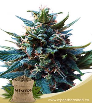 American Pie Feminized Marijuana Seeds