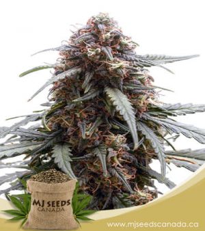 Berry Autoflower Marijuana Seeds