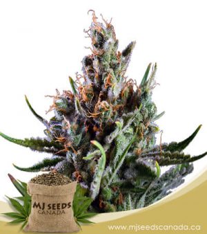 Big Bang Feminized Marijuana Seeds