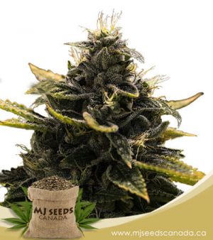 Black Widow Autoflower Marijuana Seeds