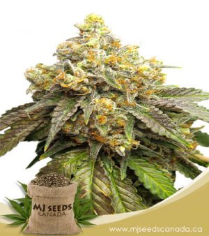 Cake Batter Feminized Marijuana Seeds