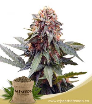 Fresh Candy Feminized Marijuana Seeds