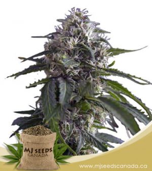 Galaxy Feminized Marijuana Seeds