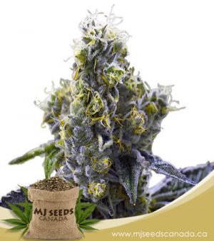 Ice Cream Cake Feminized Marijuana Seeds