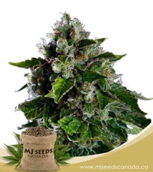 Kalashnikov Feminized Marijuana Seeds