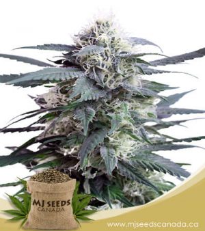 King's Kush Feminized Marijuana Seeds
