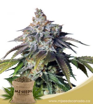 Mimosa Float Feminized Marijuana Seeds