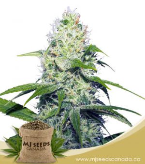 Neapolitan Feminized Marijuana Seeds