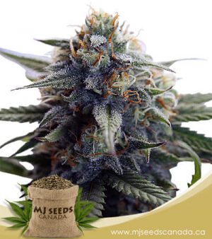 Super Bud Feminized Marijuana Seeds