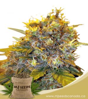 Tutankhamon Autoflowering Marijuana Seeds