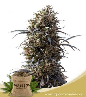 White Strawberry Skunk Feminized Marijuana Seeds