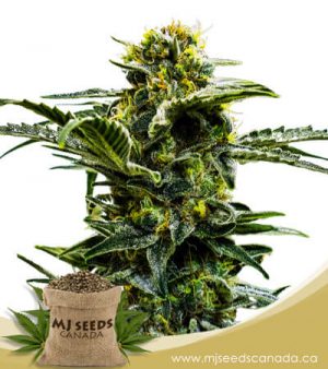 Early Girl Feminized Marijuana Seeds