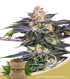 Fucking Incredible Feminized Marijuana Seeds