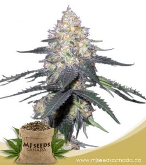 Kryptonite Autoflowering Marijuana Seeds