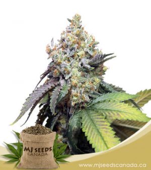 Pure Kush  Feminized Marijuana Seeds