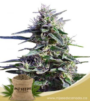 Purple Wreck Feminized Marijuana Seeds