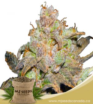 Wembley Autoflowering Marijuana Seeds