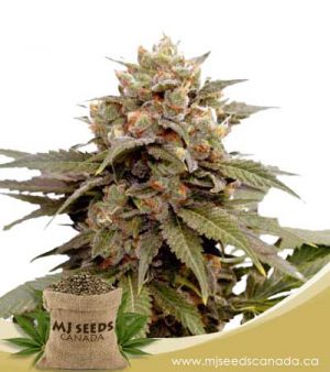 Ice Cream Breath Feminized Marijuana Seeds