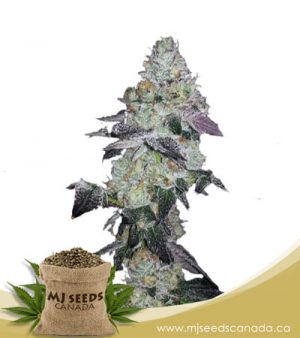 Cookie Monster Feminized Marijuana Seeds