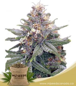 3 Kings Autoflower Marijuana Seeds