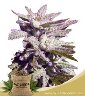BC Hash Plant Regular Marijuana Seeds