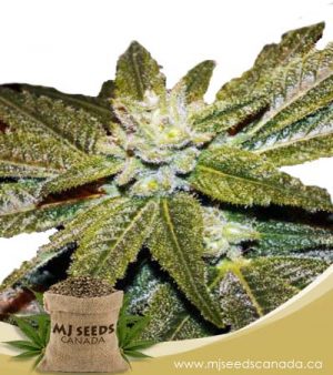 CBD Elixir Regular Marijuana Seeds