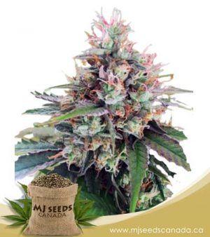 CBD God Regular Marijuana Seeds