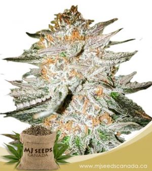 Cherry Punch Feminized Marijuana Seeds