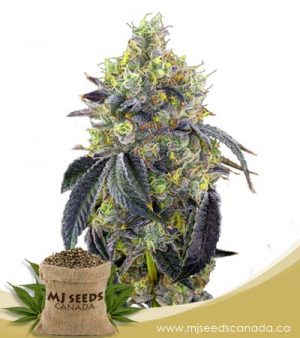 Fatso Feminized Marijuana Seeds
