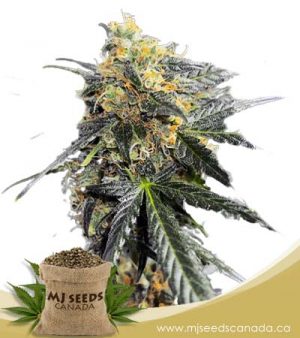 Garanimals Feminized Marijuana Seeds