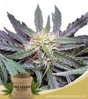 Grease Gun Autoflower Marijuana Seeds