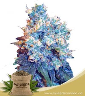 Jack Herer Regular Marijuana Seeds
