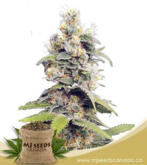 Orange Creamsicle Feminized Marijuana Seeds