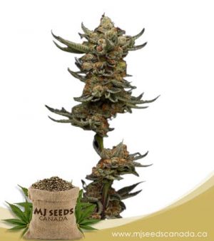 Peanut Butter Souffle Feminized Marijuana Seeds