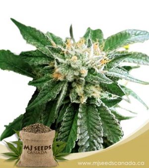 Shiatsu Kush Regular Marijuana Seeds
