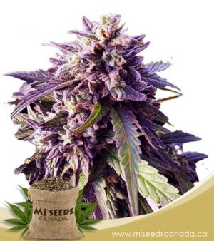 Texeda Time Warp Regular Marijuana Seeds