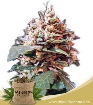 Tooth Decay Autoflowering Marijuana Seeds